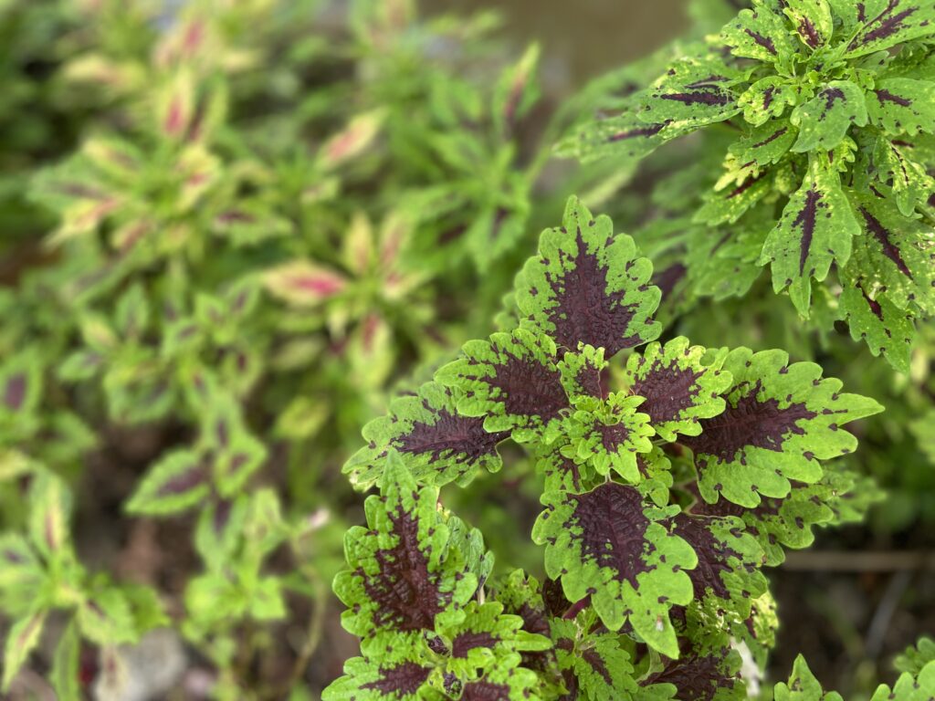 ホテル敷地が植物園